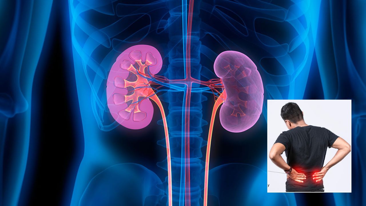 या औषधी वनस्पती मूत्रपिंडांच्या आरोग्यासाठी वरदान, मूत्रपिंड निकामी होण्याचा धोका होतो कमी