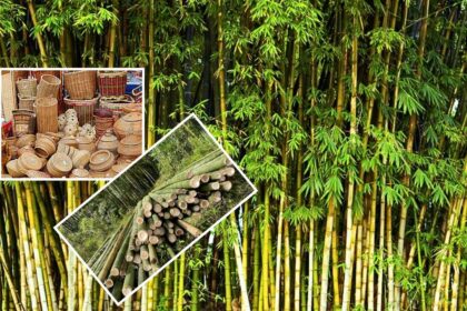 बांबू उद्योगालाठी ५० हजार कोटीची गुंतवणूक, ५ लाख रोजगाराच्या संधी