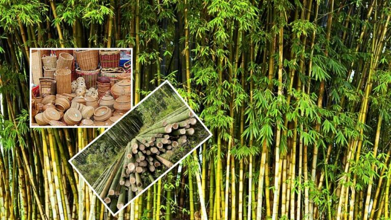 बांबू उद्योगालाठी ५० हजार कोटीची गुंतवणूक, ५ लाख रोजगाराच्या संधी