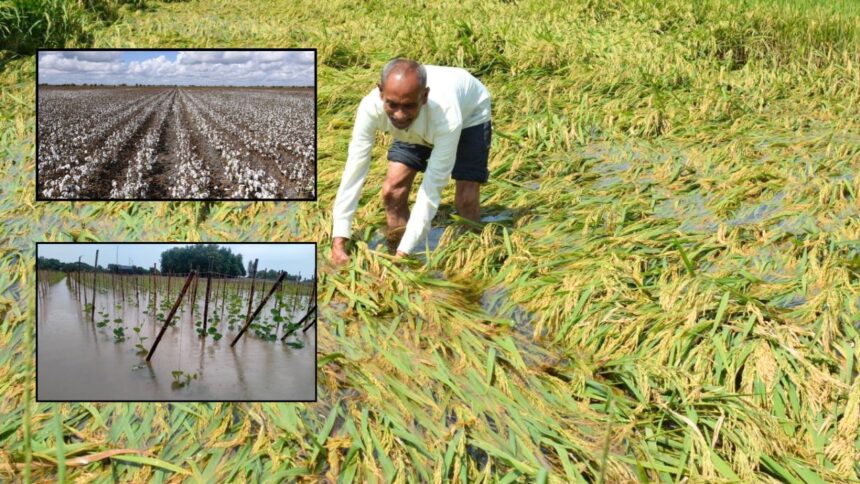 महाराष्ट्रातील नुकसानीच्या पाहणीसाठी केंद्रीय पथक येणार, अतिवृष्टीग्रस्तांच्या वाढीव मदतीसाठी दौरा