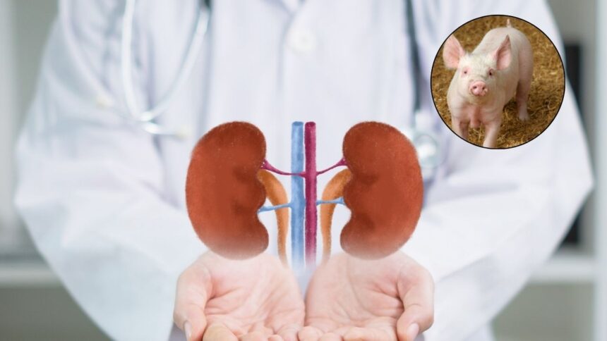 Kidneys Transplant : डुकराचे मूत्रपिंड मानवी शरीरात प्रत्ययापणच Clinical Trial यशस्वी