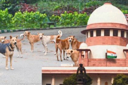 Stray Dogs : भटक्या कुत्र्यांचा बंदोबस्त करा, सर्वोच्च न्यायालयाचे राज्यांना निर्देश