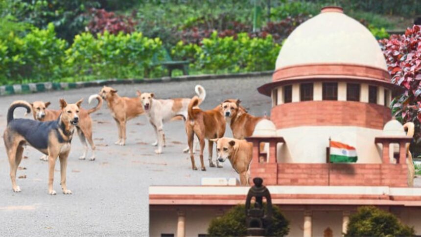 Stray Dogs : भटक्या कुत्र्यांचा बंदोबस्त करा, सर्वोच्च न्यायालयाचे राज्यांना निर्देश